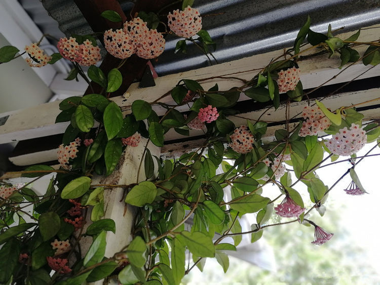 养花|“菊中精品”情人菊,似娇艳情人,优美柔雅,实属养花必备