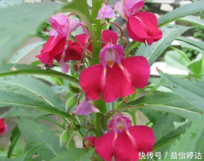 “1种花”沾土就活,比长寿花、月季都好看,尤其女生最喜欢