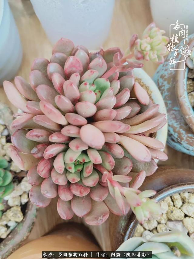 这些年养的那些多肉！附靠谱的多肉度夏小技巧！