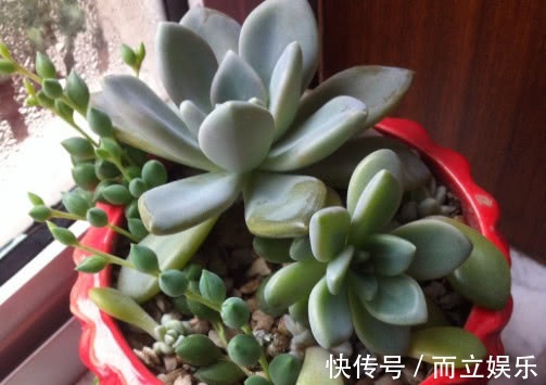 多肉冬美人怎么养教你3个小妙招,养出最饱满有光泽的冬美人