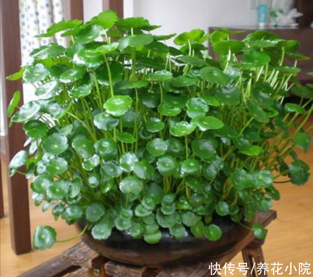 漂亮|养不好花，先养3种漂亮植物，见土就活，美观大方