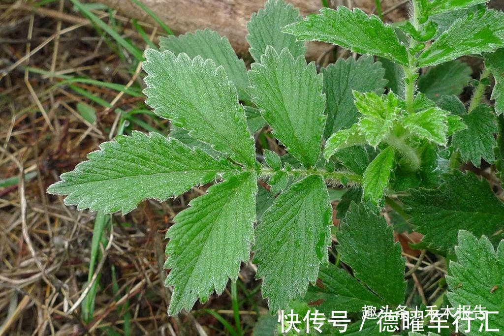 维c|满身都是刺,却成民间极品野菜,如今15元一斤,吃过的人不多