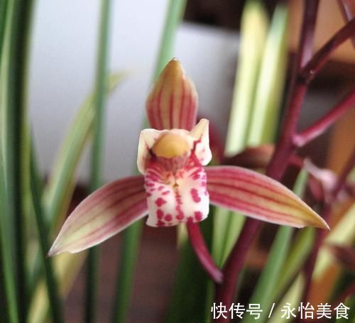 兰花|建兰四大艺草之首“八宝奇珍”，花叶俱美，香味怡人，新手适合养