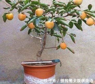 养花|家里养棵上2棵树,旺财还镇宅,可别再说“家里”不能养树了!