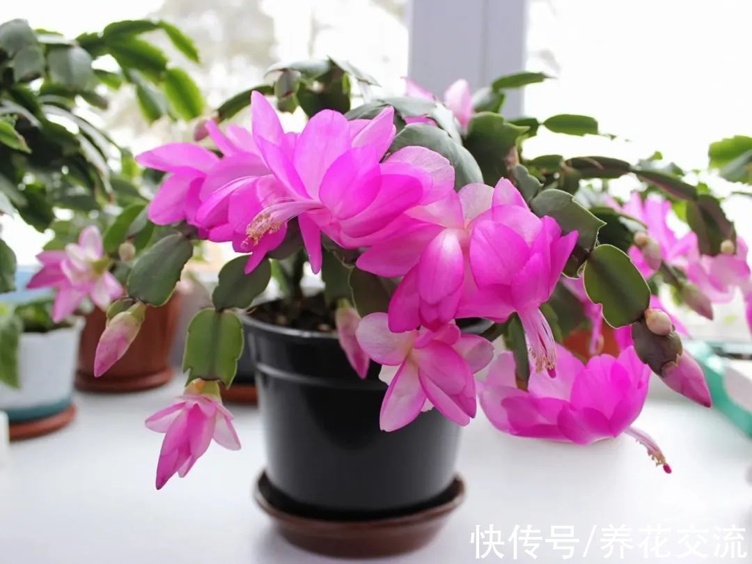 室内|15种可以在窗台上开花灿烂的室内盆栽,有散射光就能正常开花