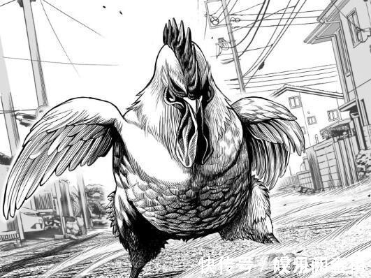 一拳超人|漫画推荐“战斗鸡”成主角,设定酷似《一拳超人》,神作预定