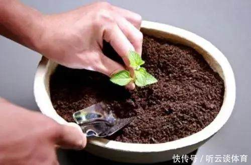 烂根|只要1样东西，保你的花从不烂根、黄叶，长得还比别人快10倍！