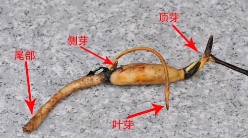 盆栽荷花怎么种？