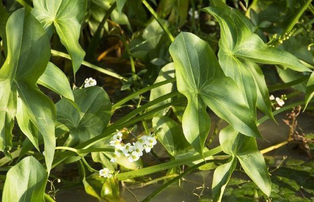 它生活在水中根茎能食用，寓意美好，营养价值不错，遇到了记得摘