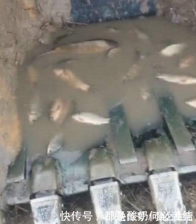 山上发现近二十米深坑,里面有鱼 ,挖掘机出动一挖一窝