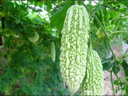 苦瓜|女性想显年轻,三种食物要多吃,排毒清肠,皮肤嫩滑,早吃早受益