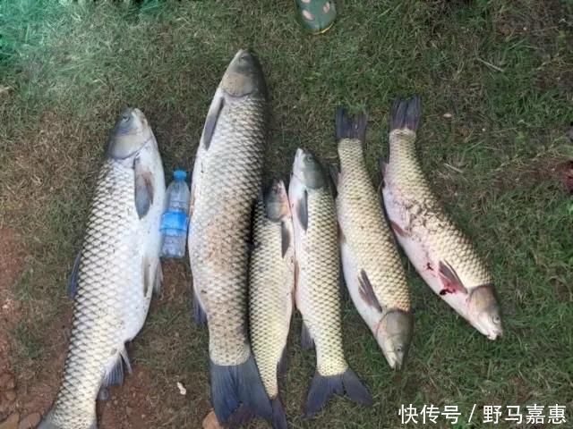 野钓|夏季大鱼难给口,错了因为调钓的灵钝,在一开始就有了误差