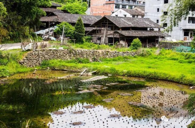 镇海|这条美如童话世界的温州野花古道，春日里必走一次！