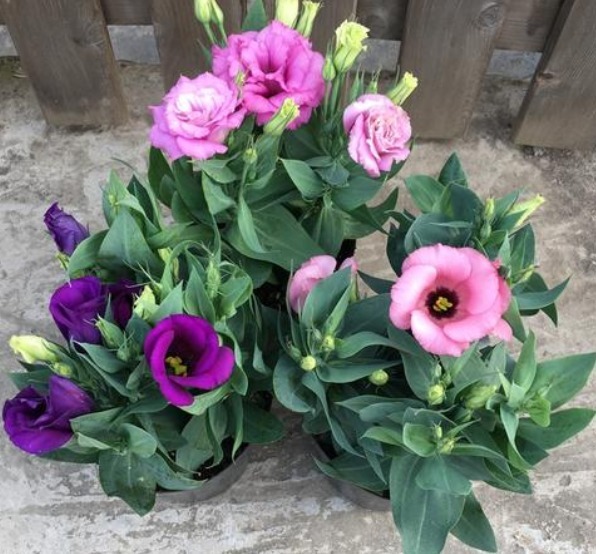 有“3种花朵”比月季还美,一旦绽放,能让人目不转睛,快养一盆