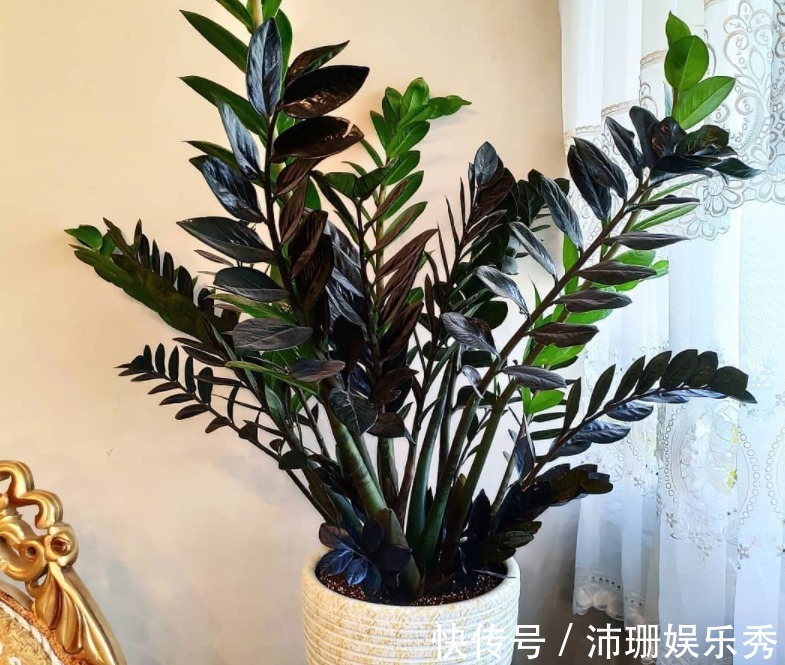 不知道金钱树有3怕2喜,只会越养越差,枝叶稀疏、不长新芽