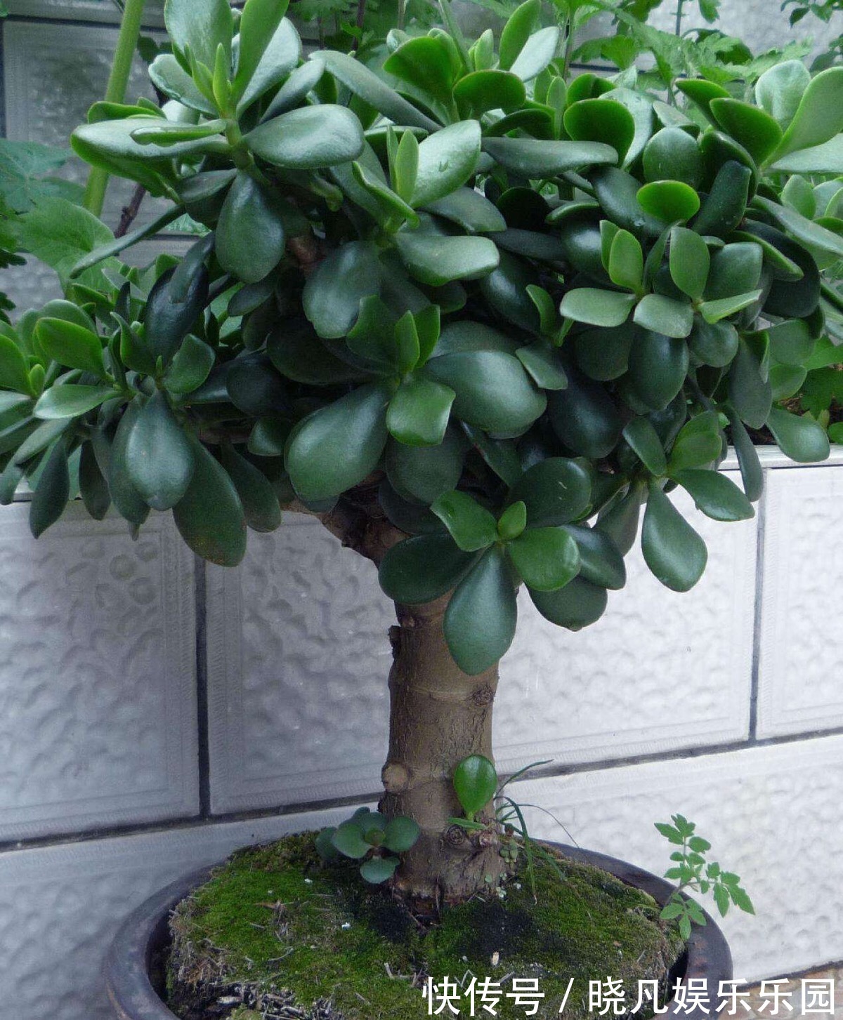 人养花，花养人，6种花越养越健康，养人又旺财