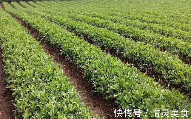 半夏|这野草玉米地里成片长,一斤能卖到70元,村里老人管它叫“羊眼”