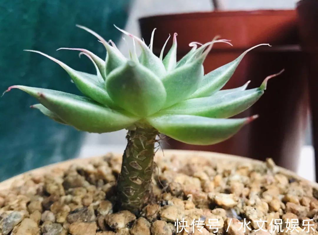 秋天买多肉,认准这点,长得胖嘟嘟窜出一圈小芽!