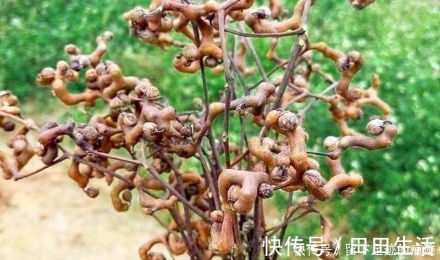 鸡爪梨|李时珍说它“去膈上热，润五脏”，长在路边无人识，可惜了