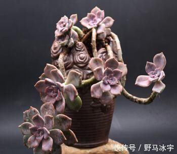 河沙|多肉植物紫乐徒长个怎么回事,该如何处理