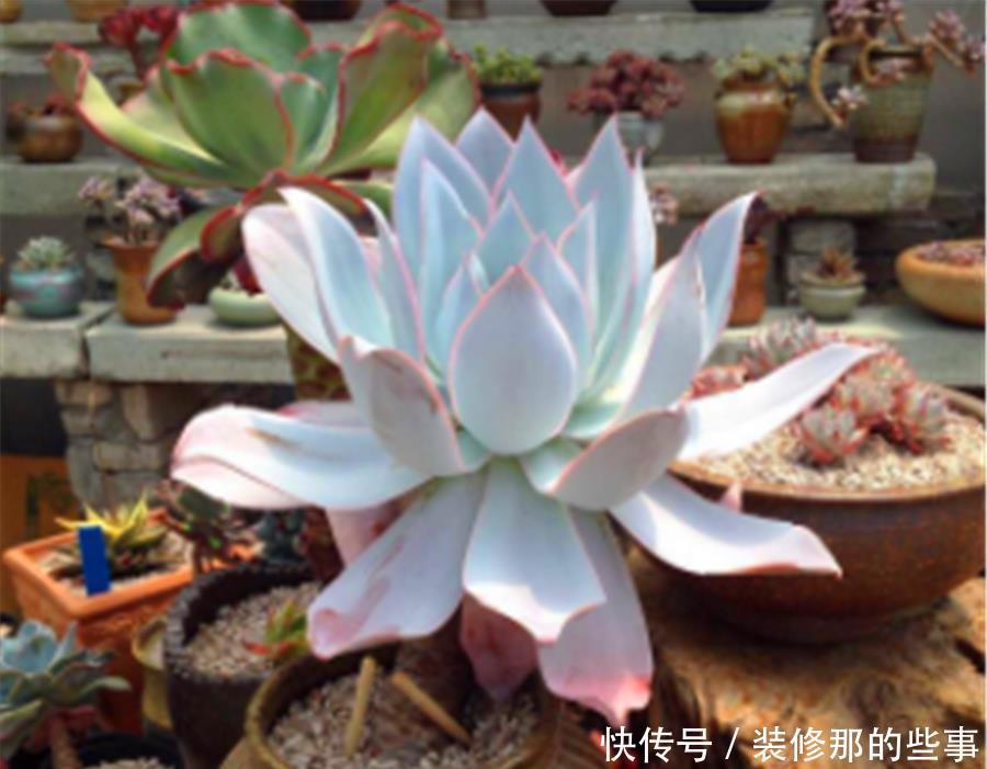 花盆|多肉中的“广寒仙子”,养护过程有4怕,学会了仙气飘飘幽蓝高贵