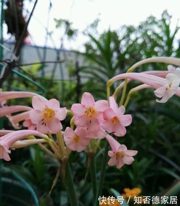 秋天|4种“香水花”,都是小球球,秋天种下,俩月就开花,满屋香水味