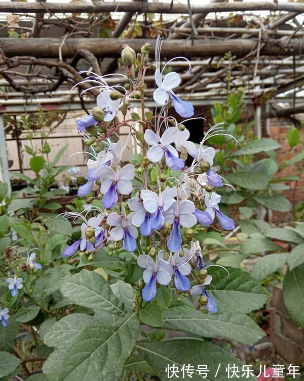 农历10月初6立冬后,养什么花?以下3种花,繁花似锦四时喜庆