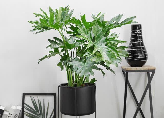20种吉利大盆栽，客厅放一盆，吸收废气去异味，寓意好更养人
