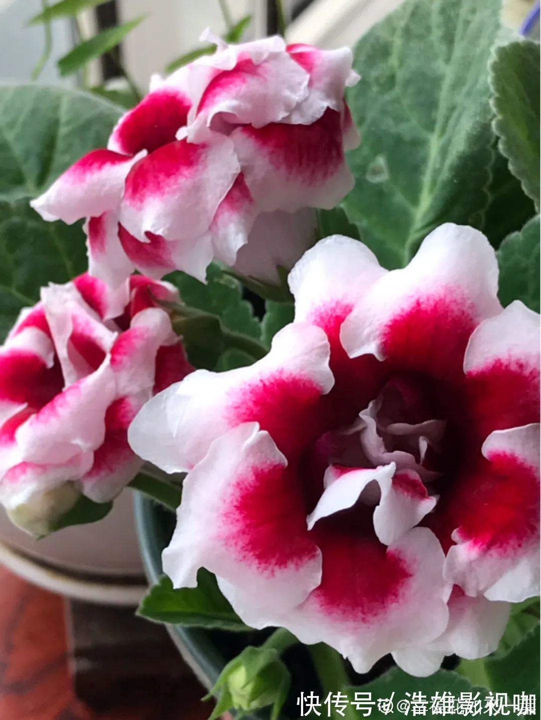 君子兰|君子兰千万别喷水,一喷水就烂叶,3天就要死翘翘!