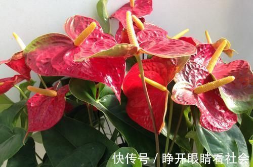 11、12月逛花市,2种花便宜也别买,回家养不活,白花钱