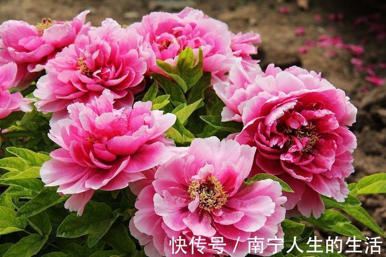 颜值超高的几款花卉,花朵硕长超漂亮,越晒长得越旺,人见人爱