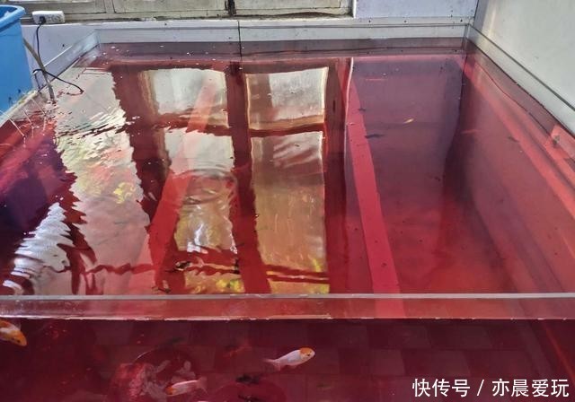 鱼友|这种治疗鱼病的方法,经验再多的鱼友也无从下手