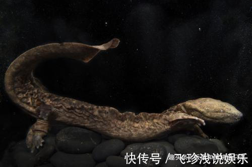 大鲵！人鱼是真实存在的吗？山海经给了我们答案，人面鱼身现存于世