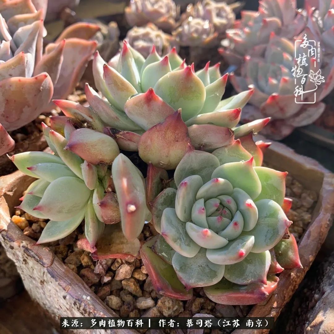 当多肉小白磕上吉娃娃!把自己都要美哭了!