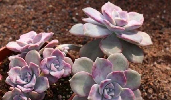 公认老桩最漂亮的多肉,紫乐未上榜,这3种普货名列前三!