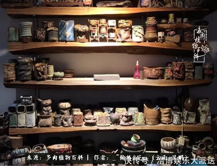 挂区|因为多肉,背井离乡来到开挂区,多肉变好看,小伙变大叔!