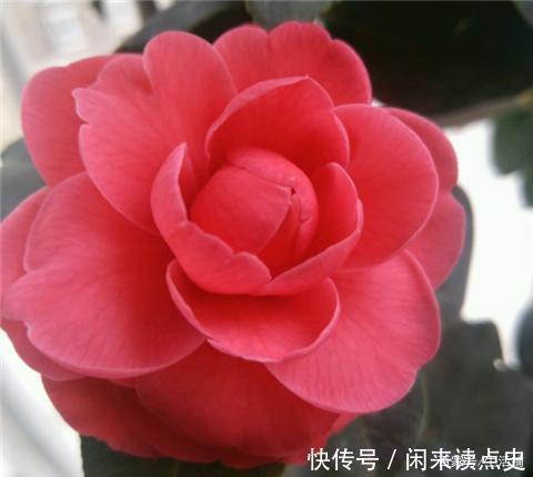 天冷了，茶花别着急搬进屋，低温“冻一冻”开花更旺