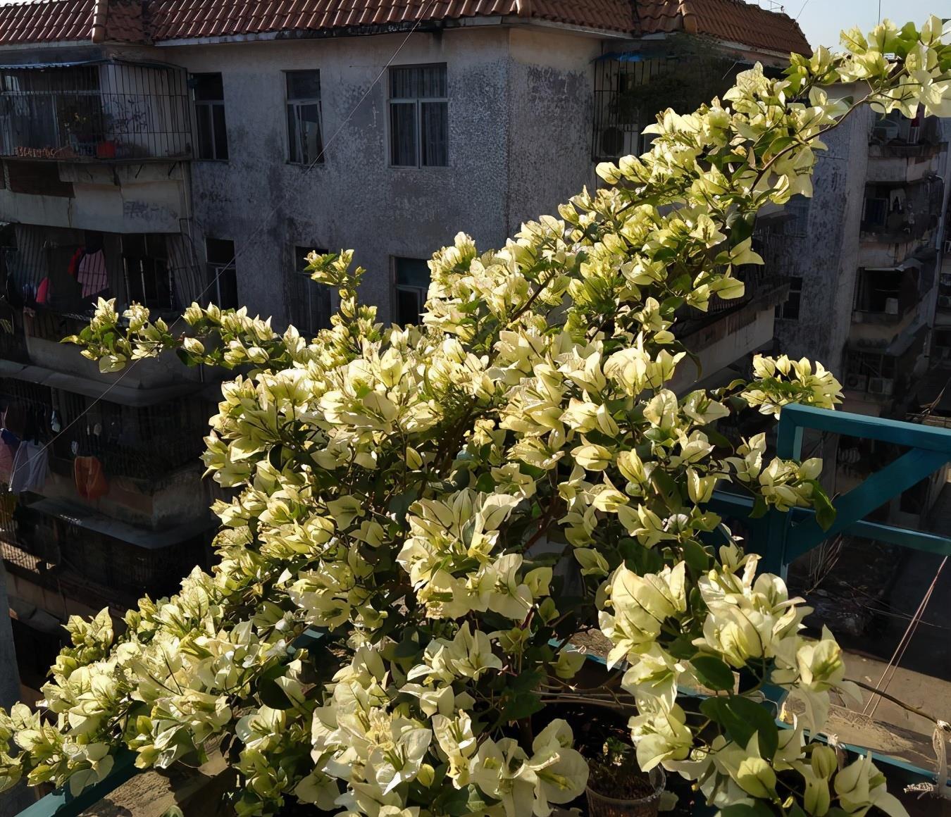 有机肥|让三角梅顺利开花，做好三步，花开大半年，比枝叶多