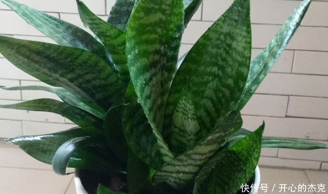 盆栽|室内盆栽植物,选花卉不如养绿植,这4款堪称一绝