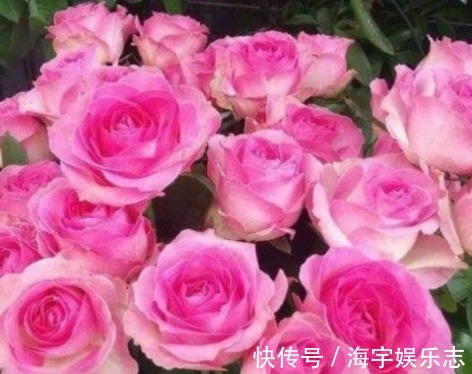 养花|新手养花，不如养盆花中精品“糖果雪山”，甜蜜如糖果，粉粉可爱