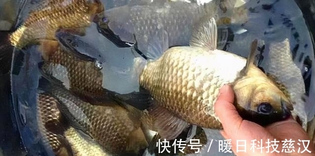 大板|夏季涨水钓浅滩,掌握这3个方法,钓到大板鲫不再难