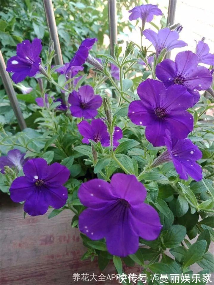 雄蕊|3种花不用“扦插”，花开完等俩月，半年变成“养花大户”！