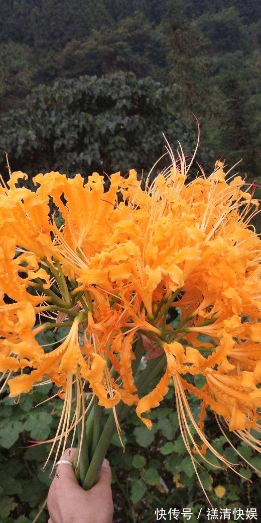 这花名字独特，秋天赏完金黄大花，满地的种子任你捡！