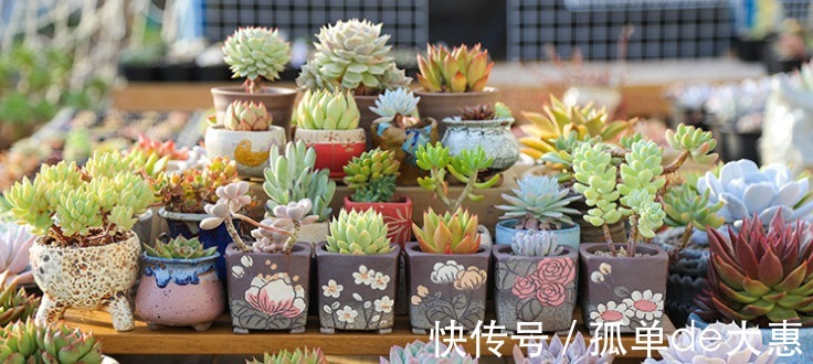 养多肉遇到这三个现象，千万别置之不理，很有可能是在像你求救