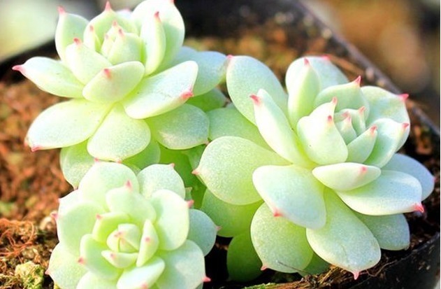 5种“高颜值”多肉，养护简单又漂亮，最适合新手养了！