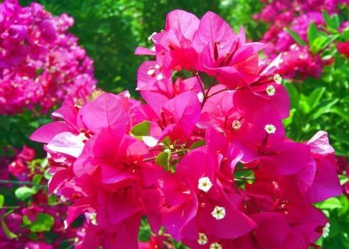 几种花养家里,好养又漂亮,几个月不浇水,照样长得旺!