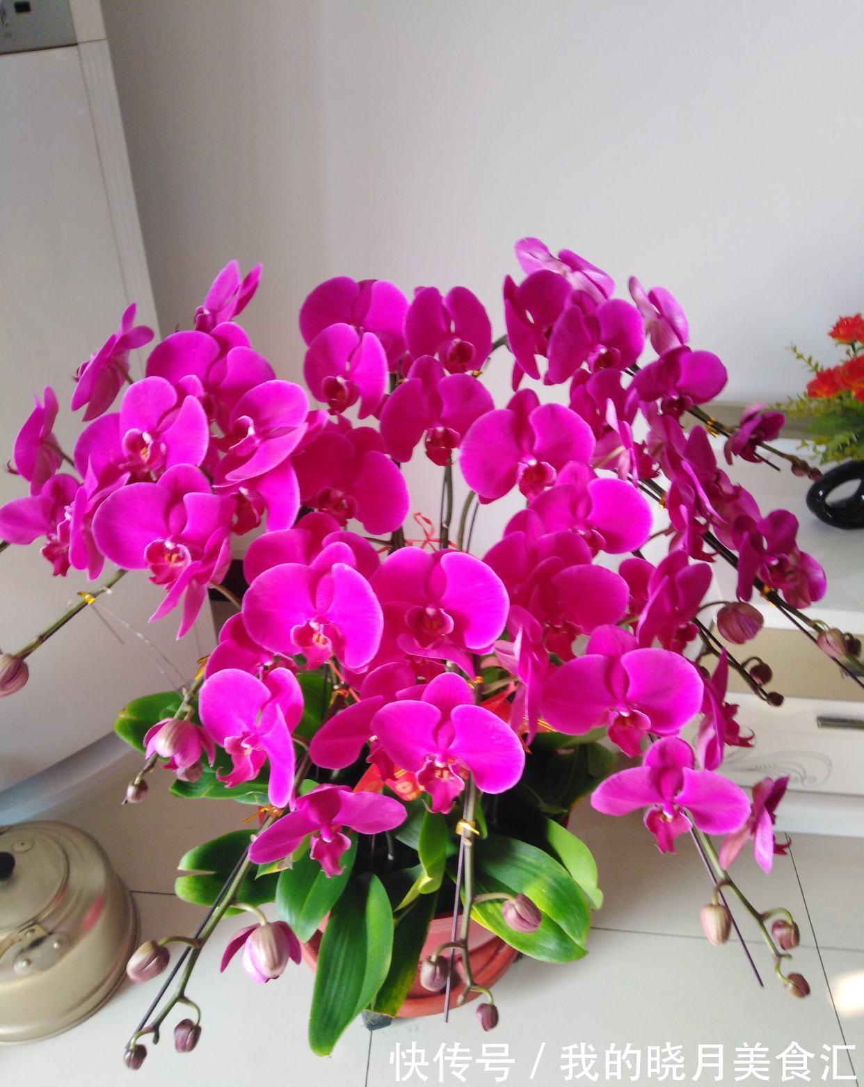 天冷就养“6种花”,越冷越爱开花,吉祥“喜庆”又高档