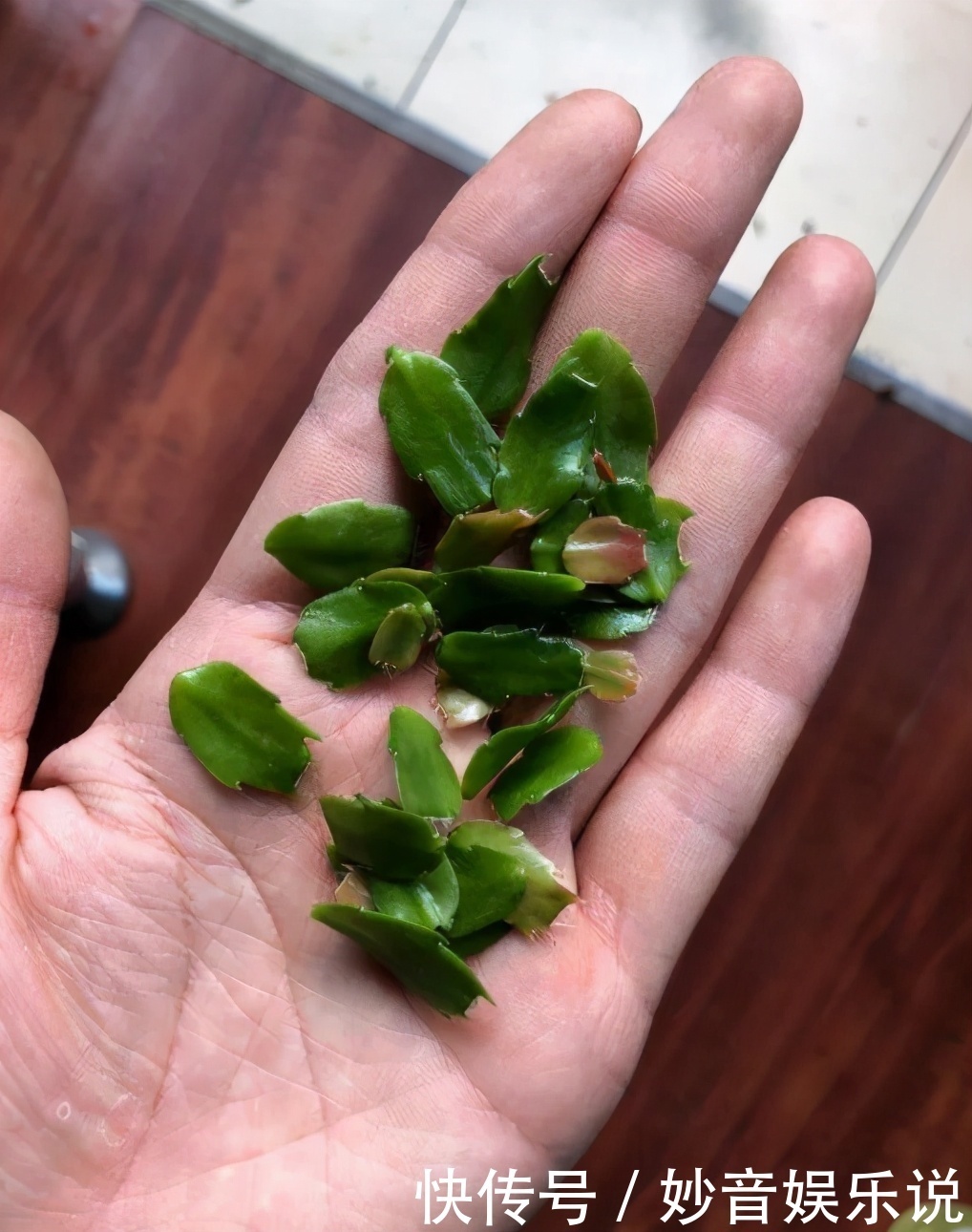 新叶|别让蟹爪兰开花了!想让叶子肥嘟嘟,长势好,现在就要这样养