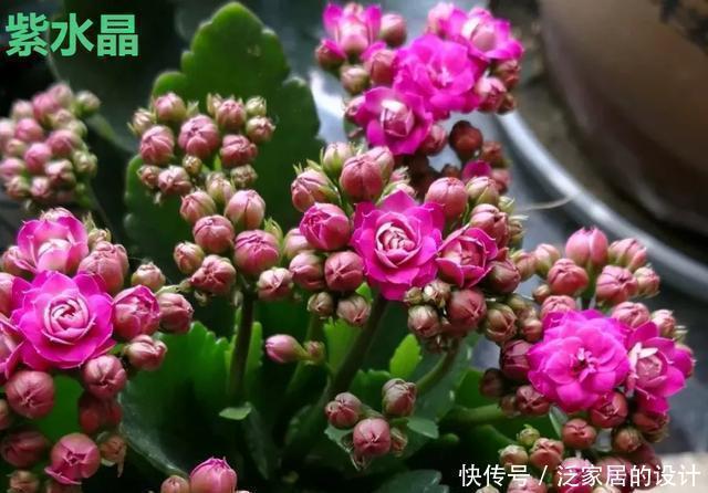 花友们,这花越养越上瘾,入坑成了品种控,家里开成花海洋
