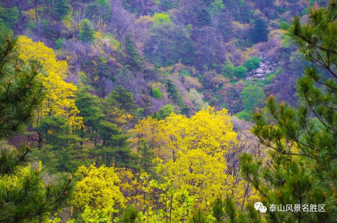 春红|林花谢了春红，醉染流年